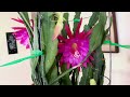 第一盆令箭荷花绽放The first pot of orchid cactus bloom #orchidcactus #令箭荷花