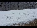 Izzy running & jumping in snow (slow motion)