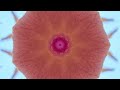 The Splendor of Flowers Kaleidoscope Video Beta v1 - 75 Minutes of Peace - A Jubilee for All Nations