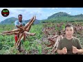 How To Cultivation Farming And Harvesting CASSAVA - Modern Agriculture Technology