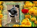 The Chihuahuas & Flower