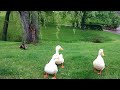 feeding ducks at Penn State Beaver