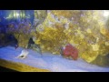 Shrimp Cleaning Station in My Aquarium