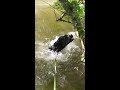 Staffordshire Bullterrier Hündin bricht im See schwimmend einen Ast vom Baum ab.