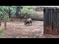 Javelinas - Sedona, Arizona - July 14, 2018