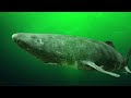 Why Do Deep Sea Creatures Evolve Into Giants?