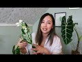 ARE YOUR ALOCASIAs STRUGGLING? DO THIS INSTEAD! | Stopping dormancy and care tips!