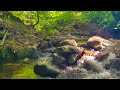 Relax And Recharge Gentle River Sounds In The Forest To Soothe Your Mind And Body Spa Zen Study Work
