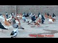 Rangdar Fighters kabotar #foryou #bird #viral #vlog