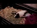 Playing and Rapping Guinea Pigs, Guinea Love music video