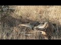 SafariLIVE Sunset - 30 June 2024