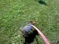 Tolli going for his first walk