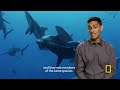 Shocking Shark Hunts | National Geographic