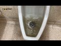 How to unclog this urinal / plumbing / plumber