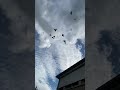 Fast flying tipplers pigeon