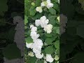 White flowers 💐 in garden 🪴 #song#shorts #trending #viral