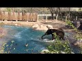 Goose challenges Zuri the elephant, and wins, at Utah's Hogle Zoo.