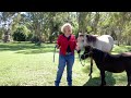 Content Creator for Equine Assisted Therapy and Learning WorkshopsMeeting Pepper