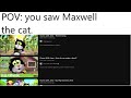 Guess with Jess looks like Maxwell cat