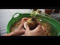 How I grow Neofinetia (Vanda) Falcata - Part 1