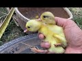 Amazing Pekin 40Yellow Duckling Hatching From Eggs in Car Hole Nest