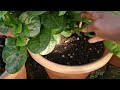 Bangladeshi UK Gardening: Few more Gourd harvested and Malabar Spinach and Cilantro |Hobbyist Garden