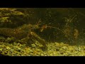 Kōura Freshwater crayfish