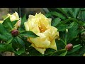 Full Tour of our 250 Year Old Cottage Garden - Ducks, Spring Flowers & Edible Garden