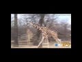 mick girafle