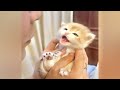 😍 So Funny! Funniest Cats and Dogs 2024 😹😹 Funniest Animals 2024 🙀