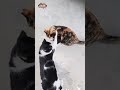 funniest animal video 🤣 cat and babies / mating cat and cat fight 😁🥰
