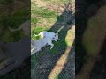 Buddy and Bella white Shepherd pups