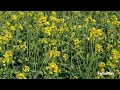 BEAUTIFUL  MUSTARD FIELD FLOWERS...SEOUL KOREA 🇰🇷