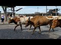 Cattle Drive