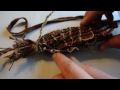 How to make an Otzi the Iceman Scabbard for the Flint Dagger. Ancient Bushcraft Survival Skills.