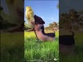 chickens and puppies just being good pals. (Classic video), but this version is my favorite