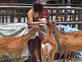 Nara, Japan and Its Many Tame Deer