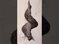 Slugs mating ritual part 3