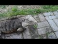 Lizard Greets Man like a Dog!