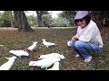 Top Hilarious Cockatoos in Australia | Loài két buồn cười nhất Úc châu.