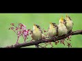 Śpiew Ptaszków Relaksacyjna Muzyka 1 godzina  birds singing (1hr) relaxing music #dźwiękinatury