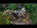 Calming Videos For Cats To Watch - Birds Chirping On A Beautiful Day - Video For Cats