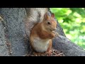 Немного про Белку с Глазиком / A little bit about Squirrel with Eye