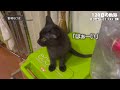 A black kitten that was protected became a talking beautiful black cat in 4 months!