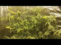 Pheno's Season 4 day 56 Amnesia OG, Dark Plasma, Jack Herer