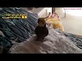 Monty The Naughty Cockatiel singing. #monty #viral #birdsinging