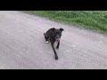 Staffordshire Bullterrier Hündin gehorcht aufs Wort