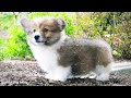 Anti Anxiety Music for Dog: Dogs TV & Sleep Music and Chill Your Dog Out with Music.