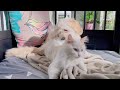 Puppy & Kitty Wrestle in Bed