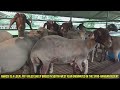 Awassi The biggest sheep breed in world | Sheep farming